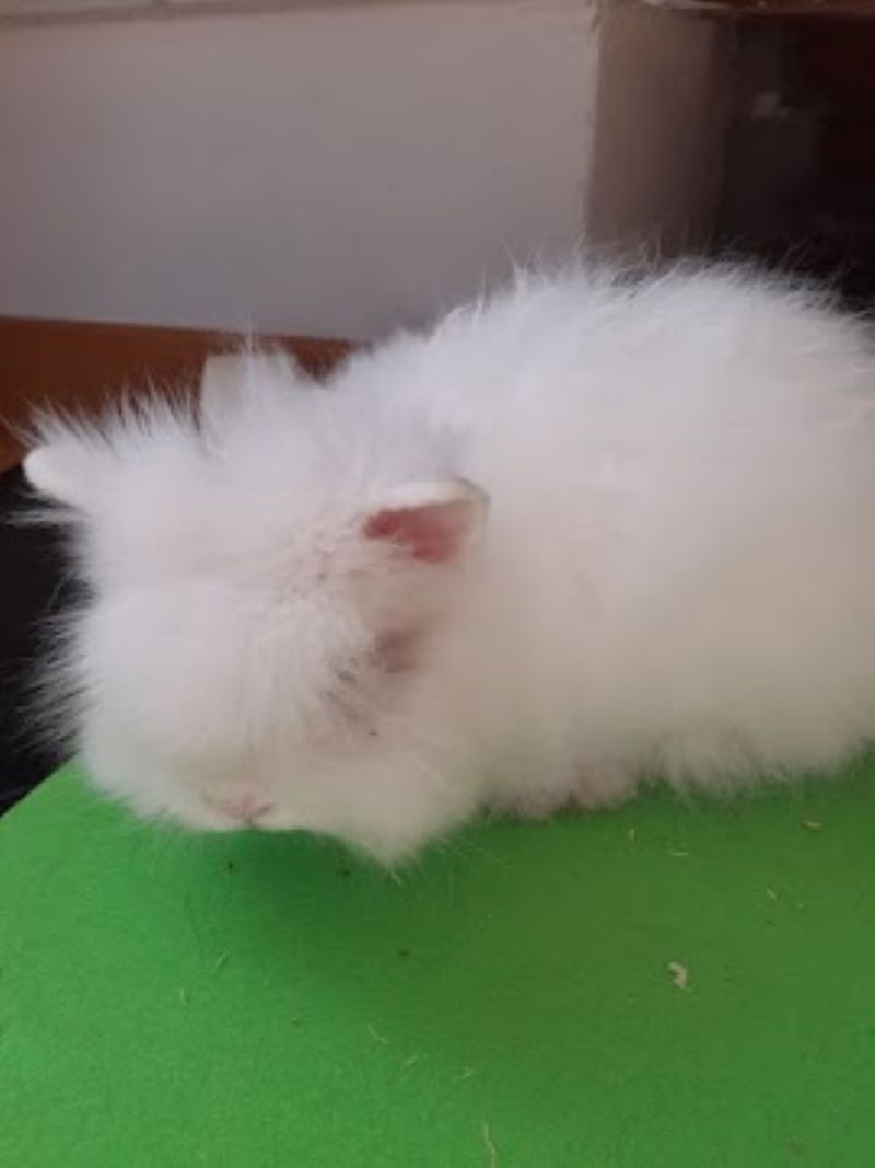 Scuola Spano: gli animali al centro di un'esperienza di apprendimento in lingua francese