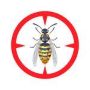 Pubblicata la Circolare n. 6 sulla gestione emergenza Vespe via Falzarego